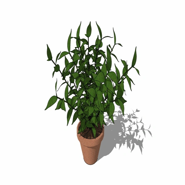 室内植物-411